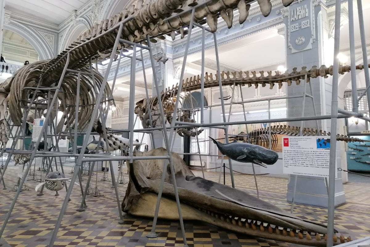 Студенты – архитекторы в рамках образовательного процесса посетили Зоологический музей